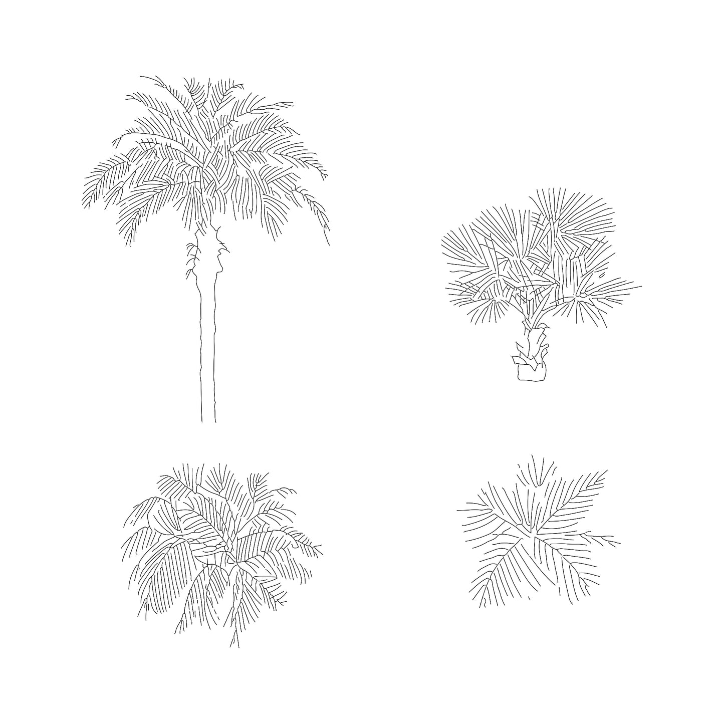 Two CAD Drawings of Small size Palms in plan and elevation. Black and White.